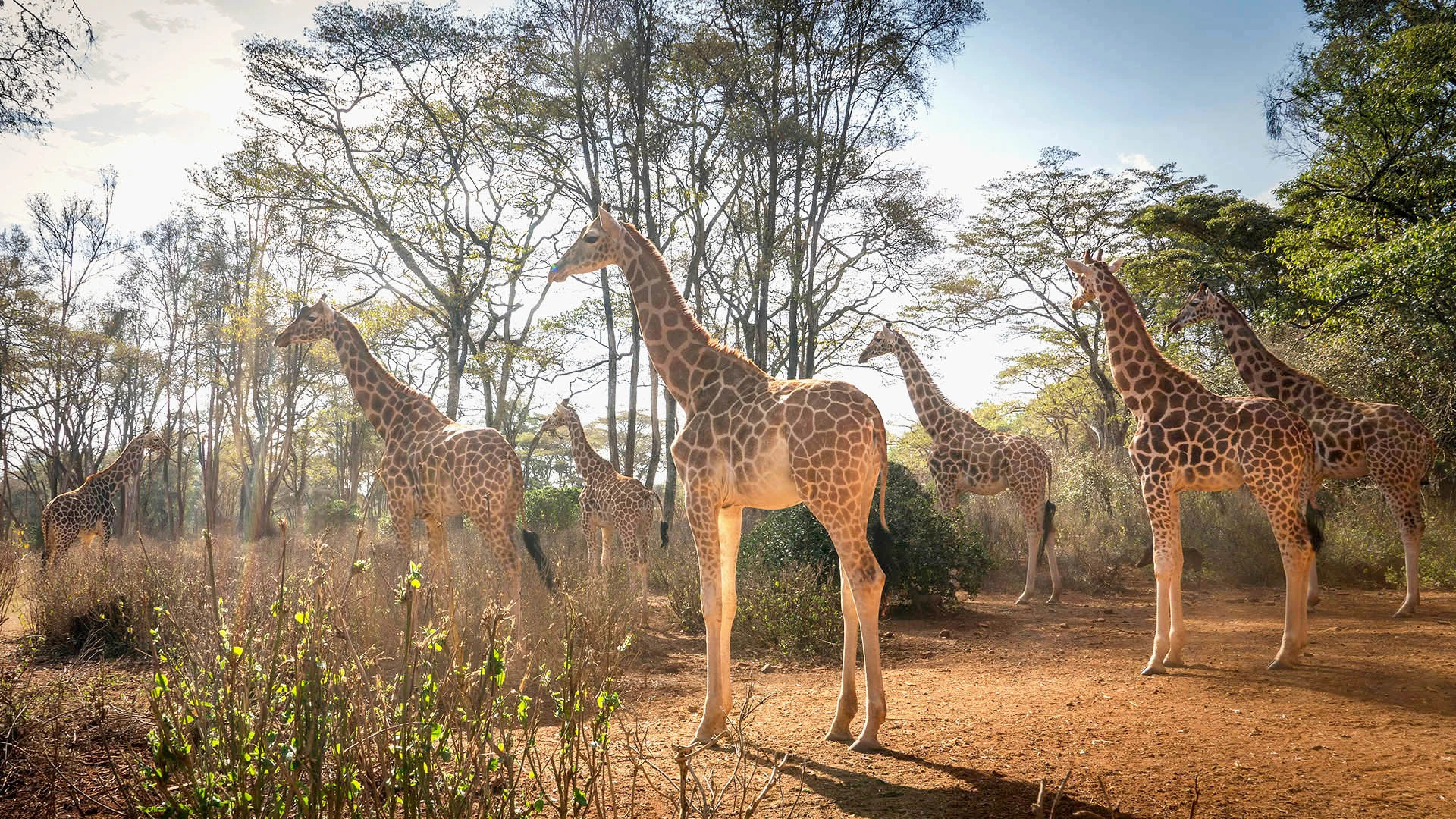 Nairobi National Park Attraction