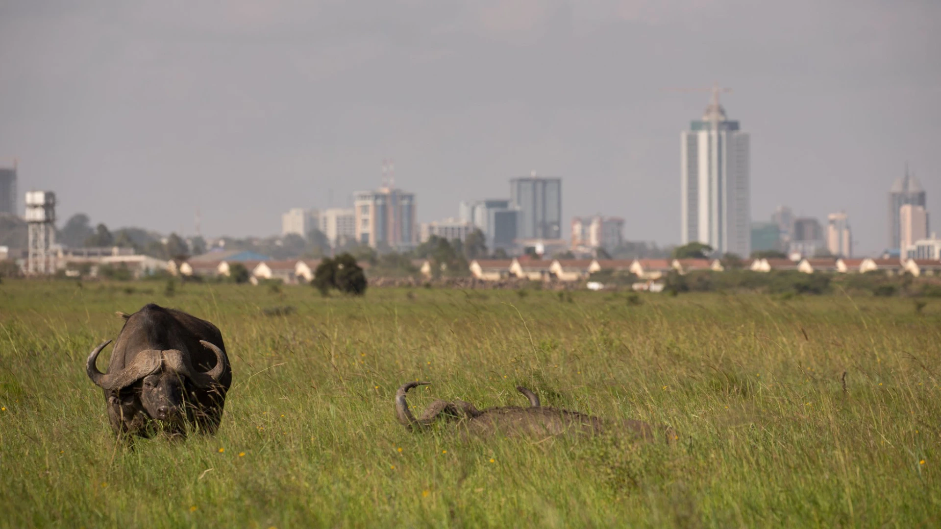 Nairobi National Park Attraction
