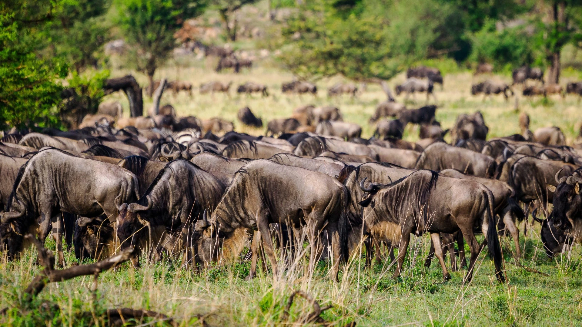 Nairobi National Park Attraction