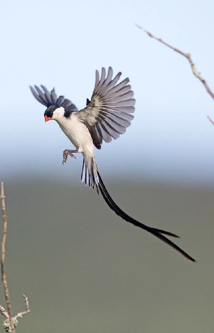 Nairobi National Park Bird Watching