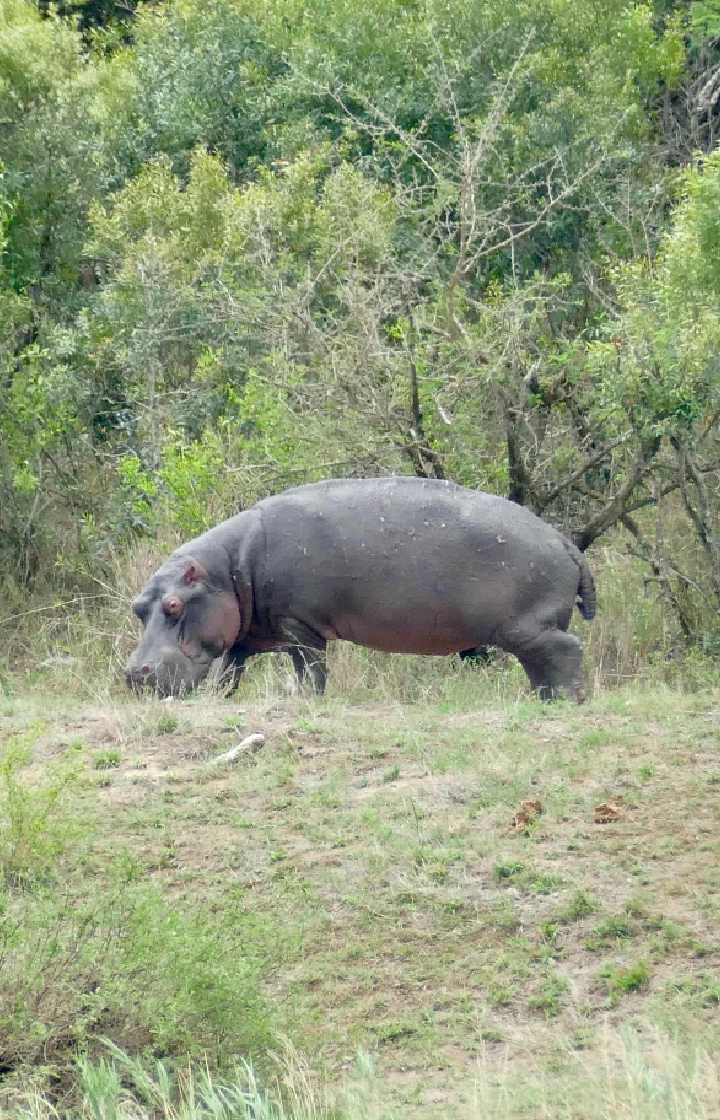 Nairobi National Park Hippo Pool Trail
