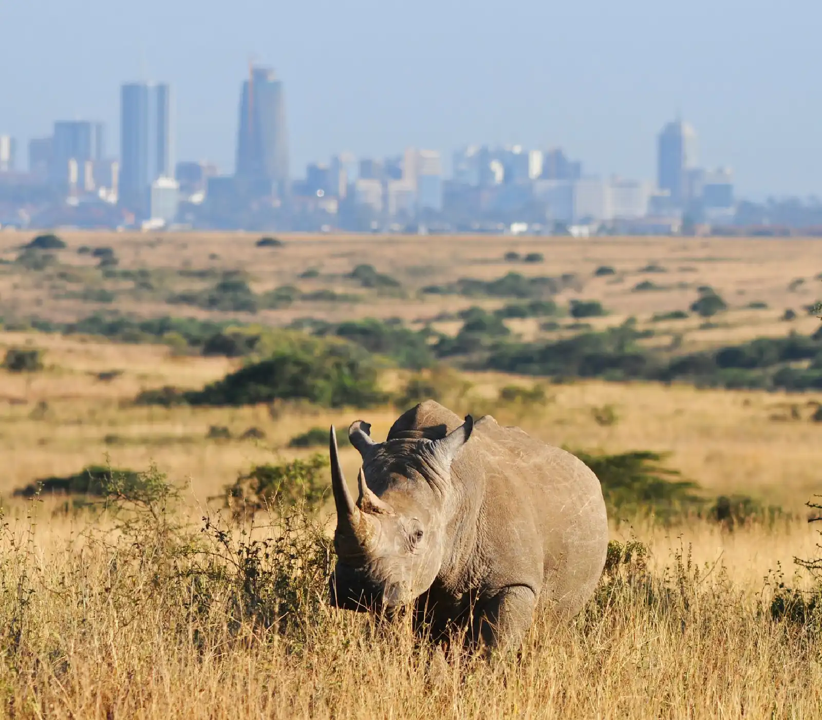 Nairobi National Park – Half-Day Safari Tours attractions