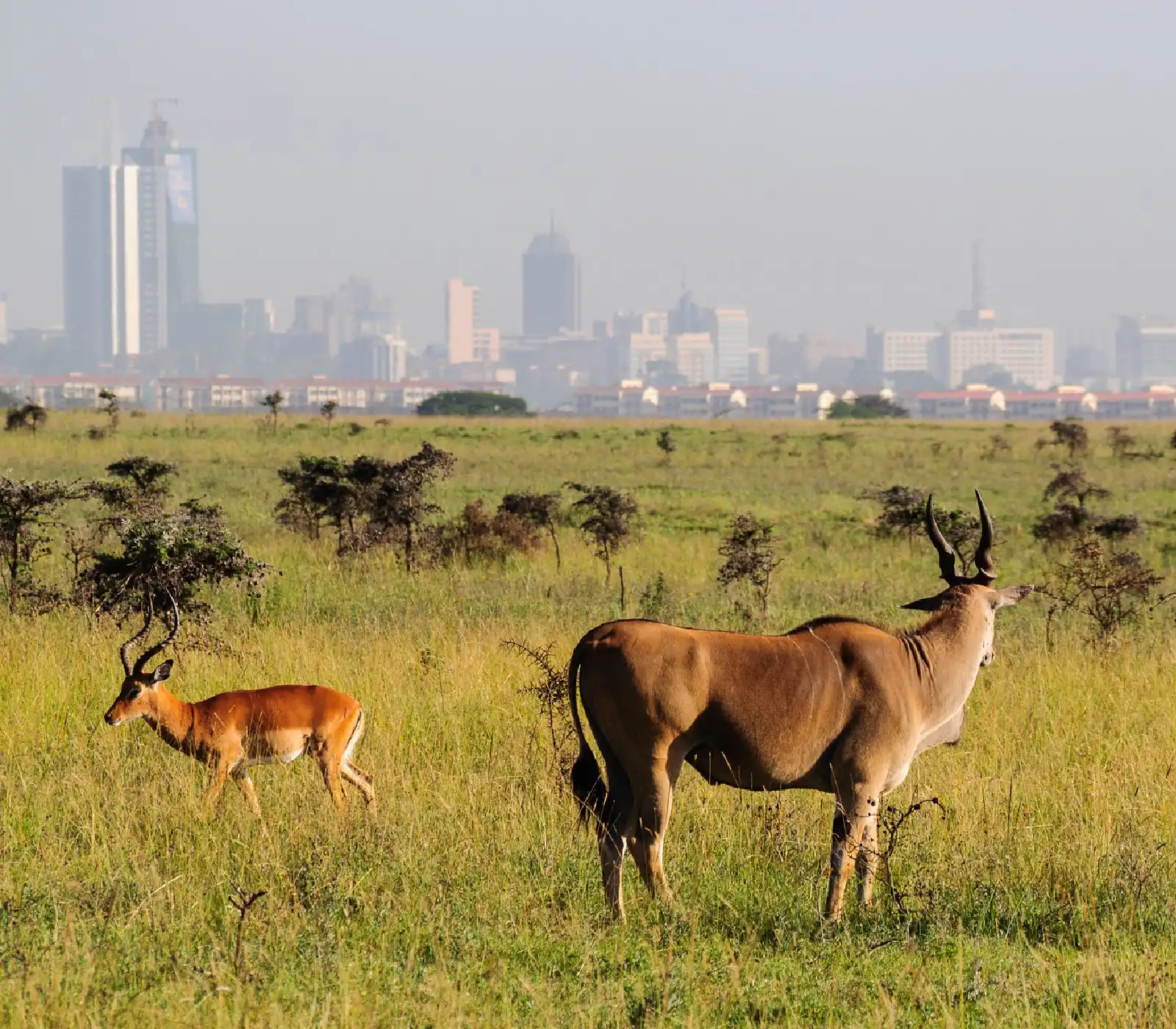 Nairobi National Park – Half-Day Safari Tours attractions