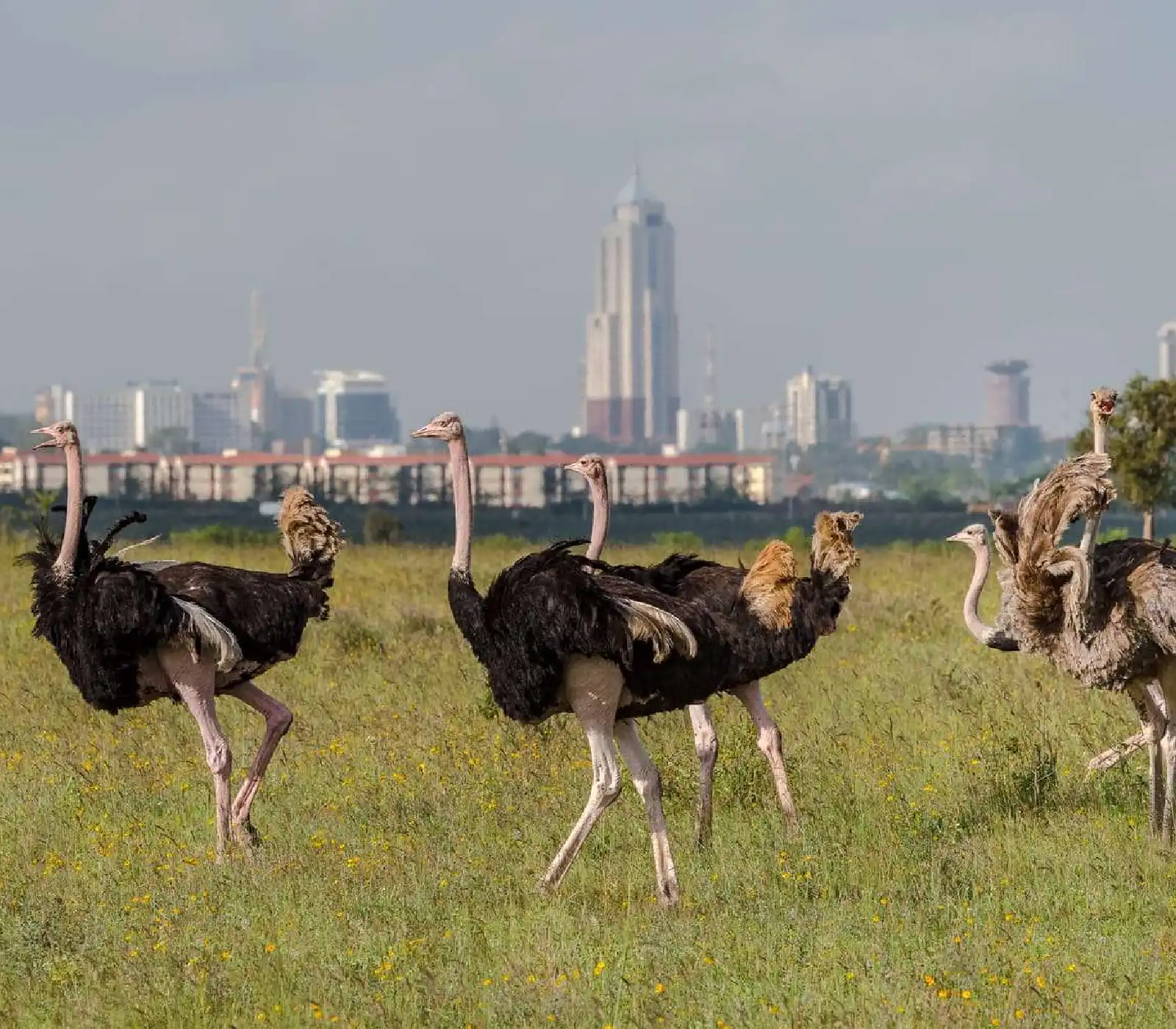 Nairobi National Park – Half-Day Safari Tours attractions
