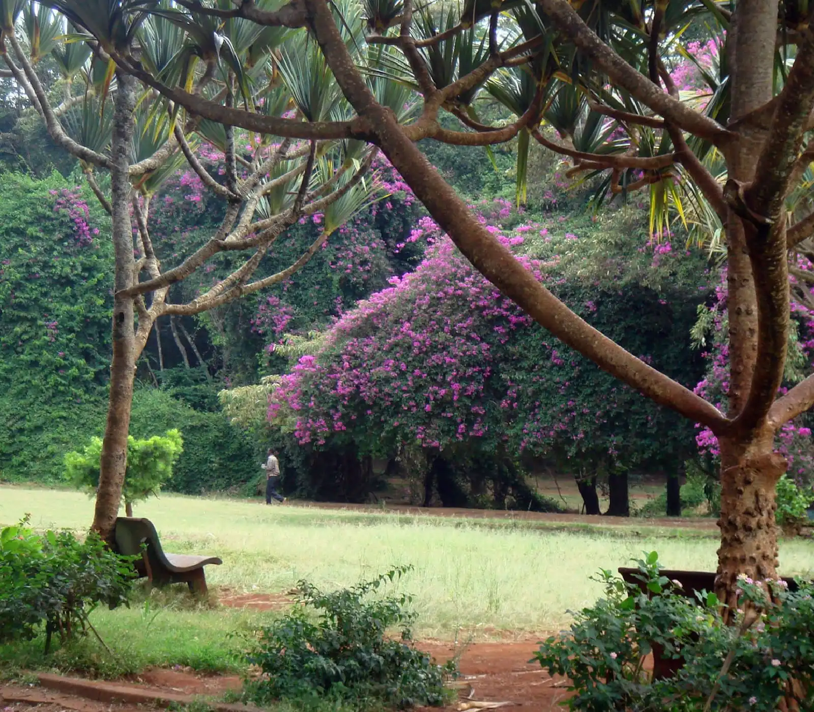 Nairobi National Park – Half-Day Safari Tours attractions