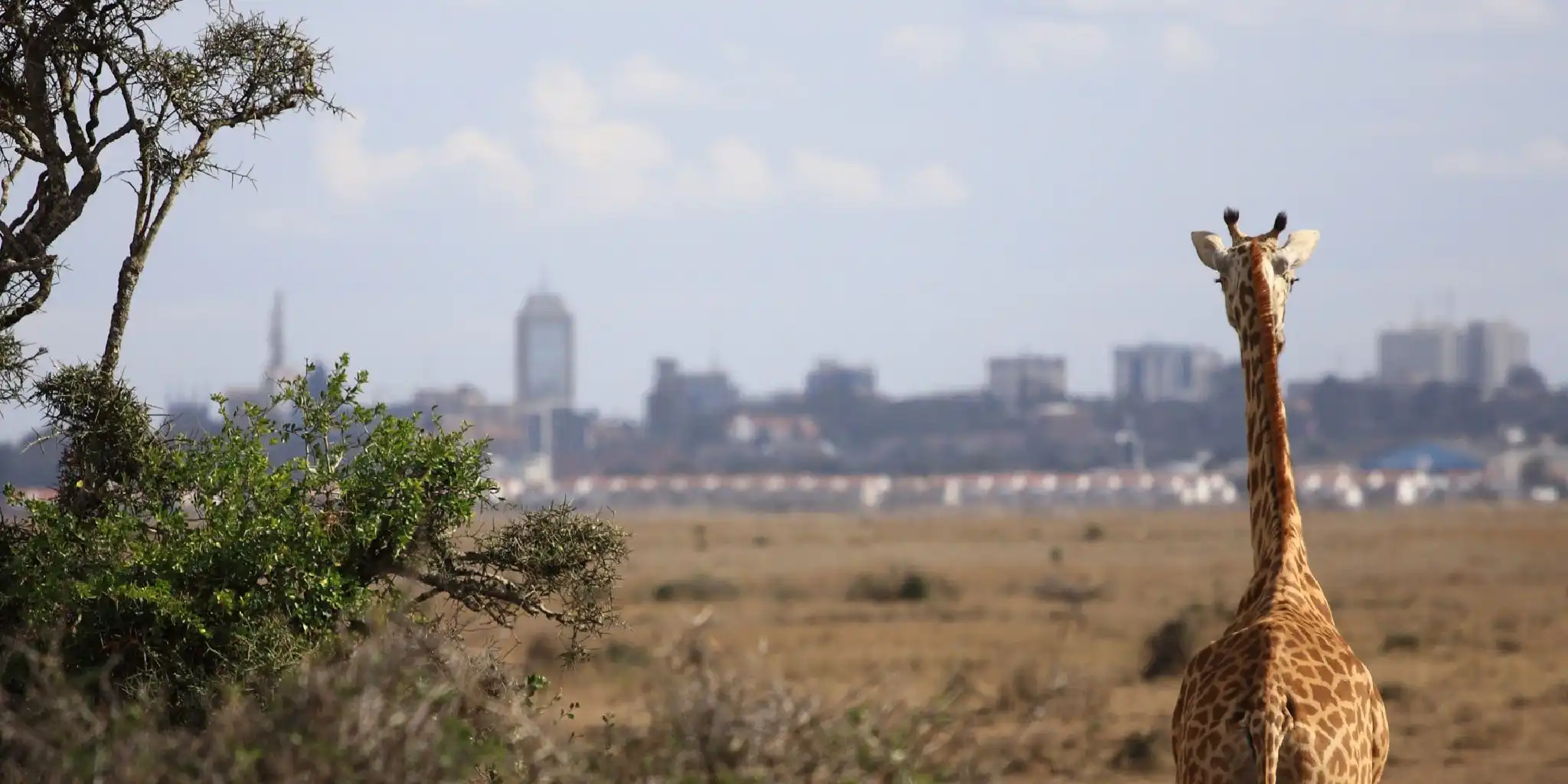 Nairobi National Park – Half-Day Safari Tours