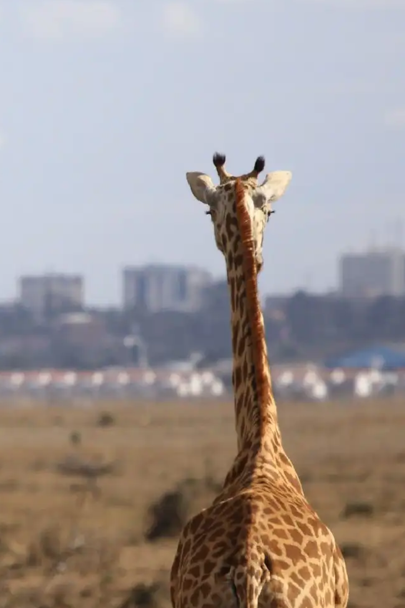 Nairobi National Park – Half-Day Safari Tours