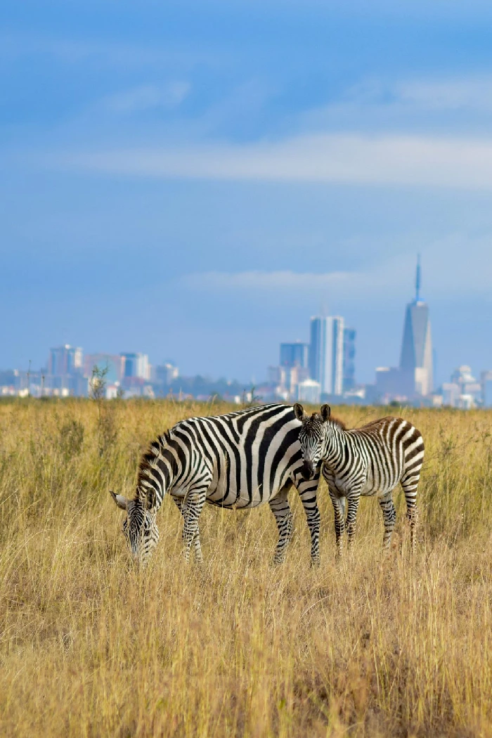 Kenya Destinations Nairobi National Park