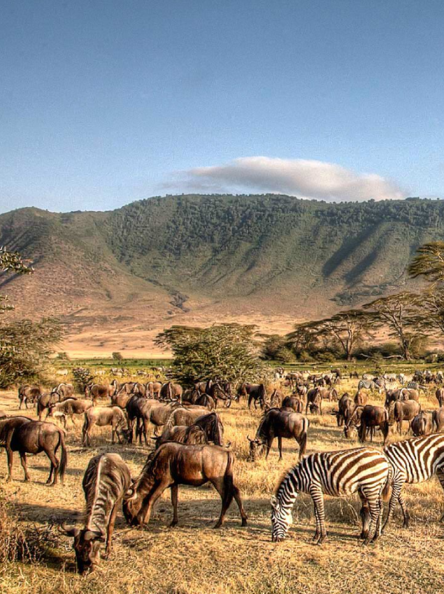 Dry Season in Ngorongoro Crater