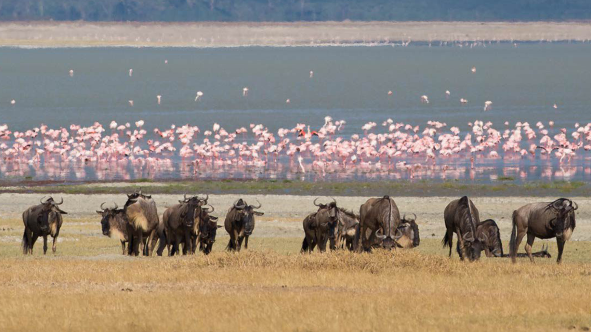 Ngorongoro Crater Wildlife