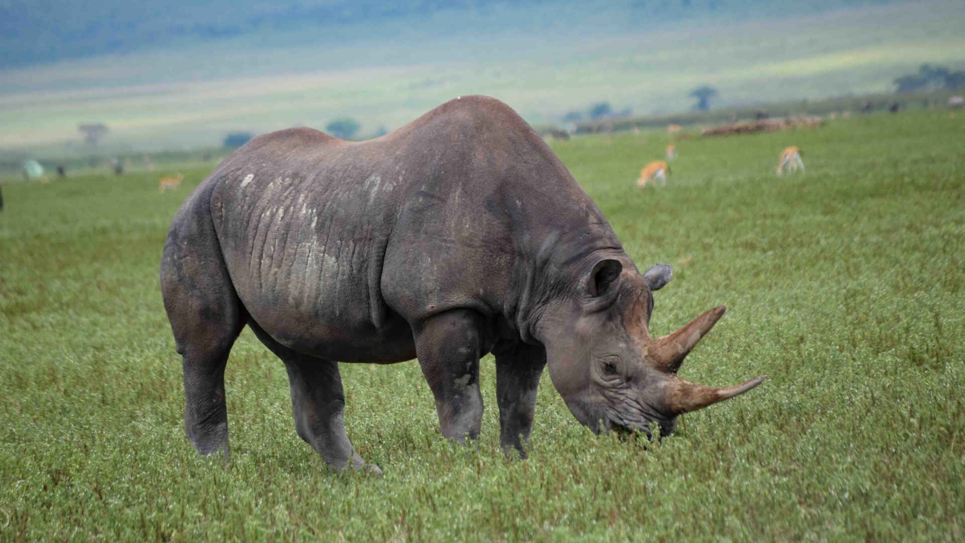 Ngorongoro Crater Big Five
