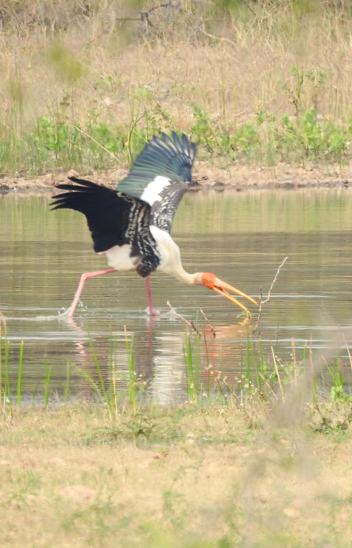 Birdwatching at Lake Magadi