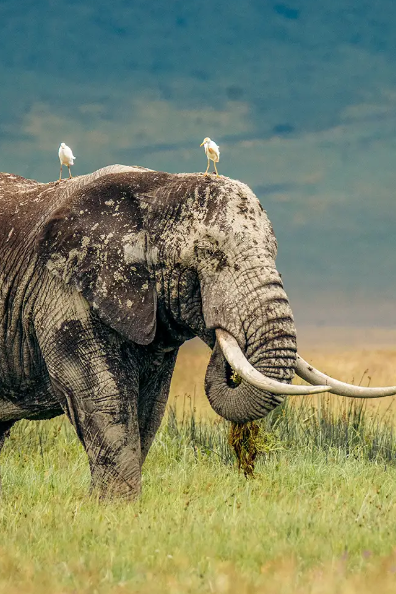 Ngorongoro Crater Day Trip Tour