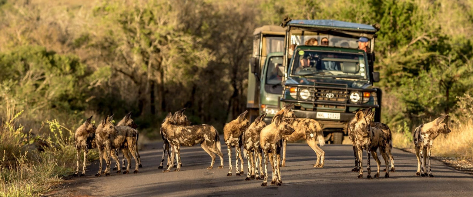 Nyerere National Park Game Drives