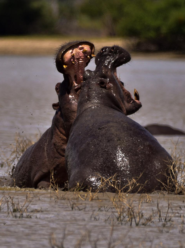 Wet Season in Nyerere National Park
