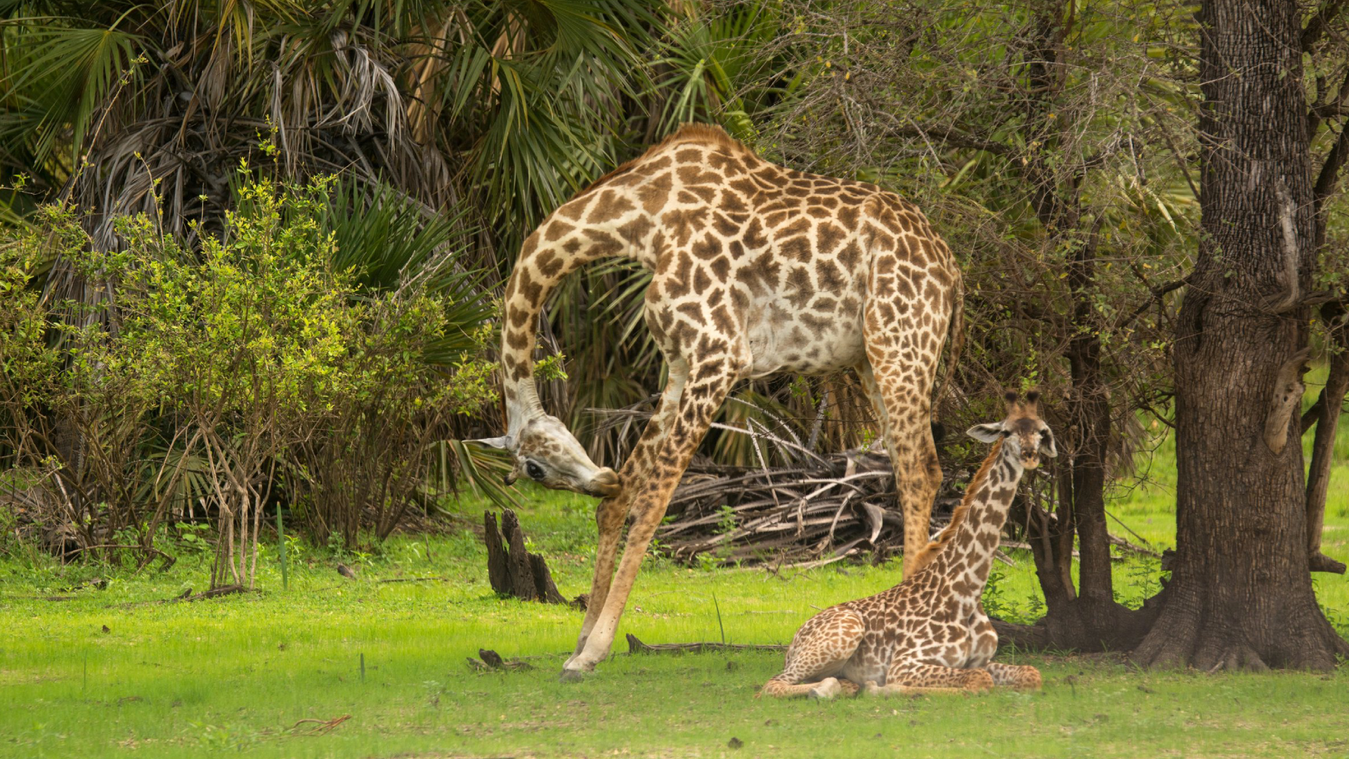 Nyerere National Park Wildlife Viewing
