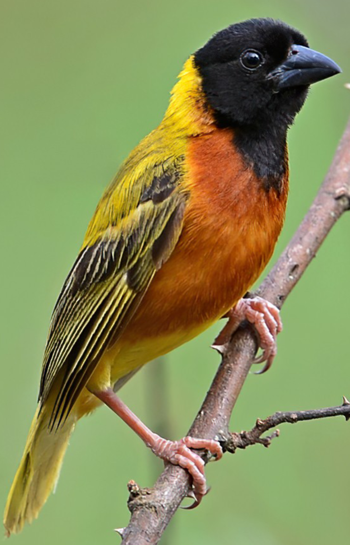 Nyerere National Park Birdwatching