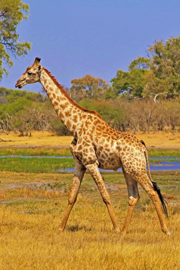 Tanzania Destinations Nyerere National Park