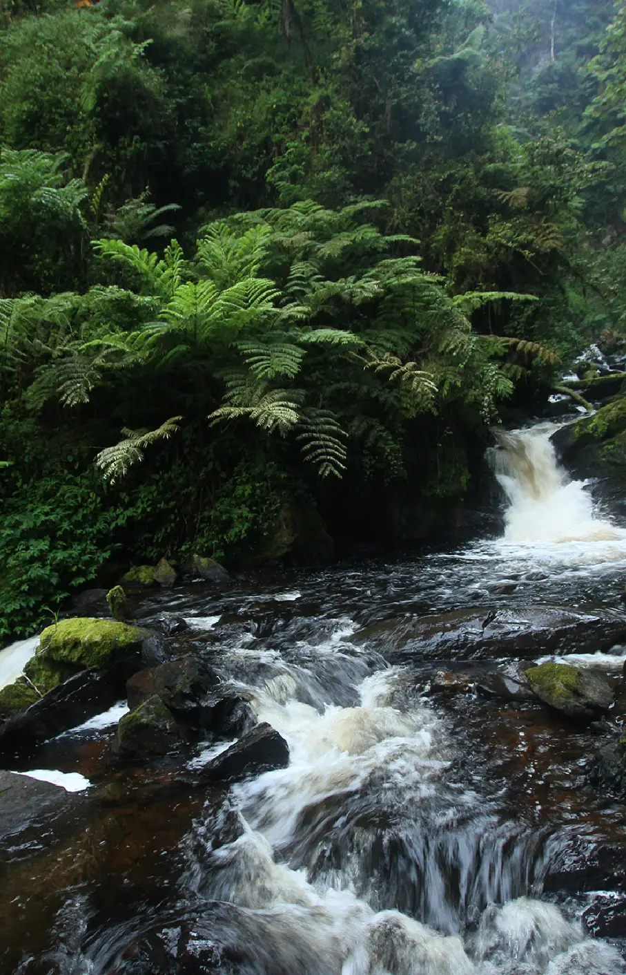 Nyungwe Forest National Park Attraction
