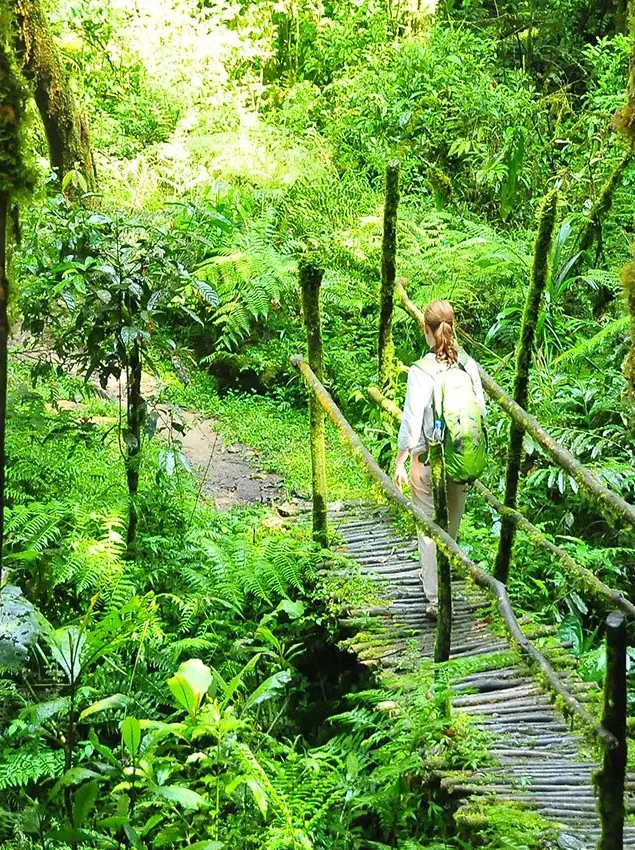 Nyungwe Forest National Park Wet Seasons