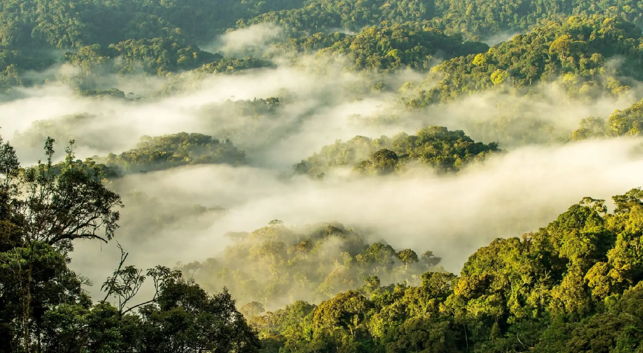 Nyungwe Forest National Park  Attraction