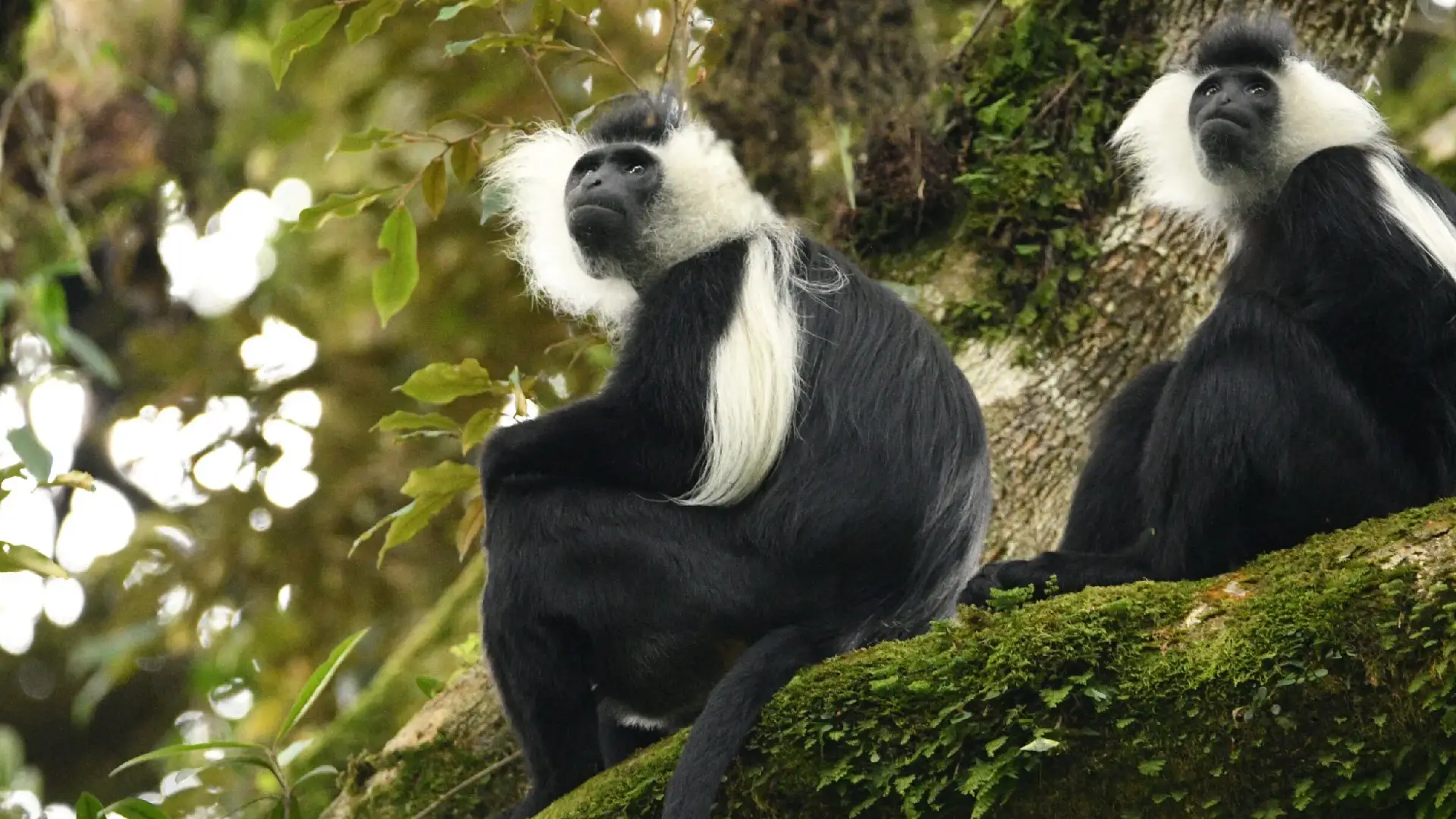 Nyungwe Forest National Park Attraction