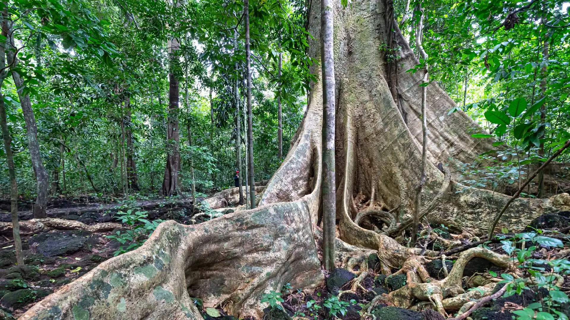 Nyungwe Forest National Park Attraction