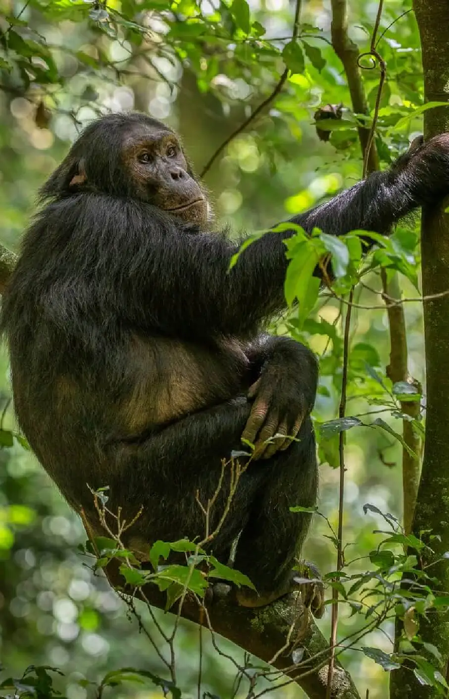 Nyungwe Forest National Park Attraction