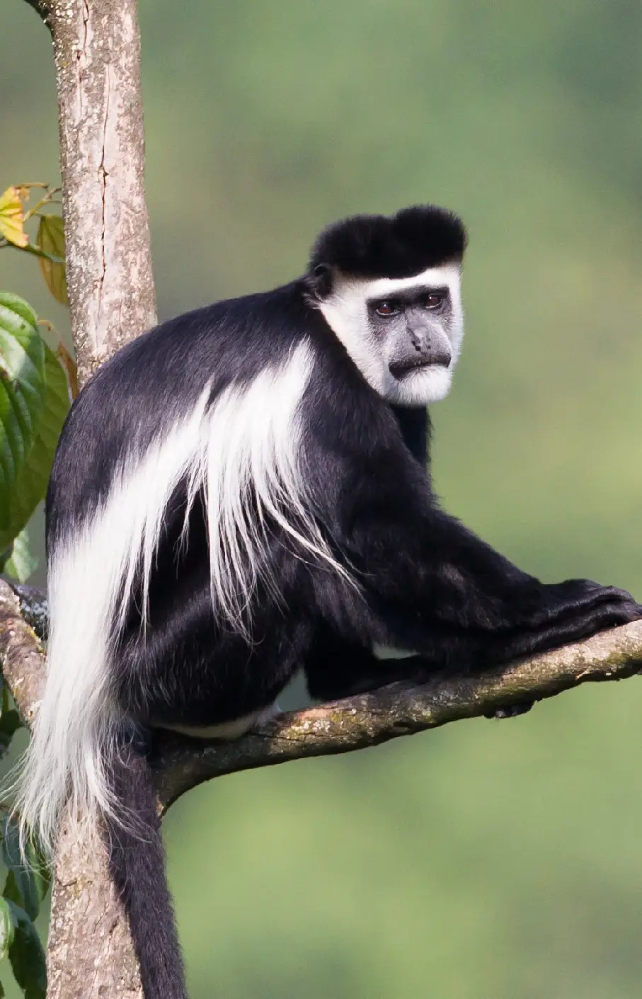 Nyungwe Forest National Park Attraction