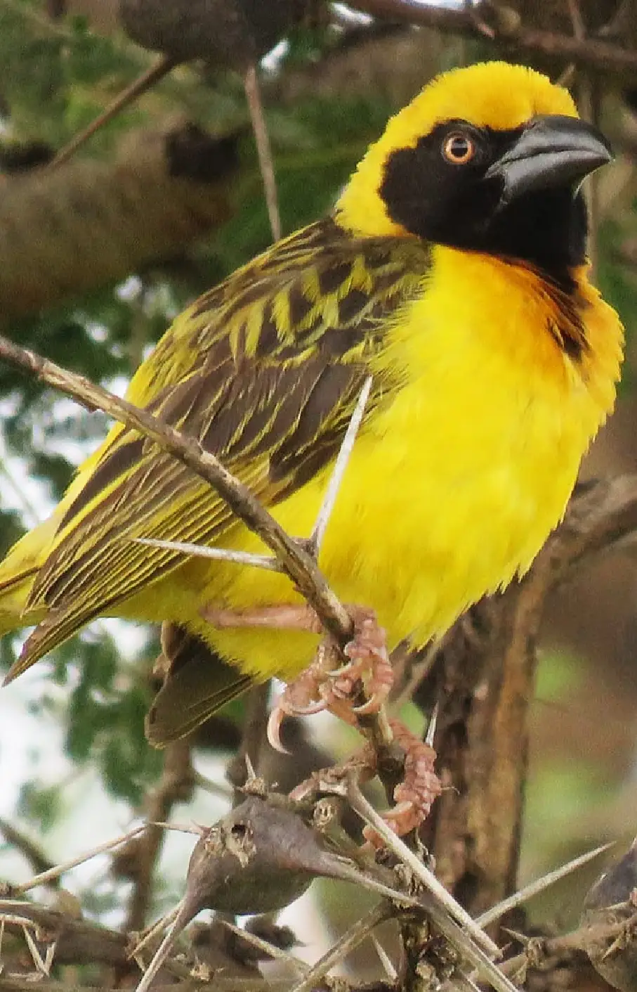Nyungwe Forest National Park Attraction
