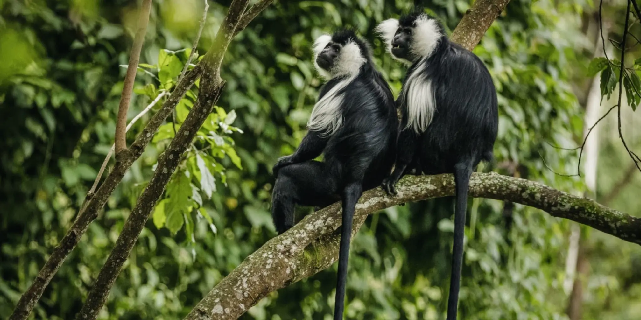 Nyungwe Forest National Park