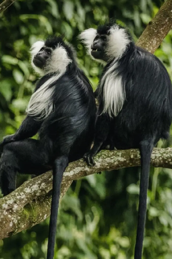 Rwanda Destinations Nyungwe Forest National Park