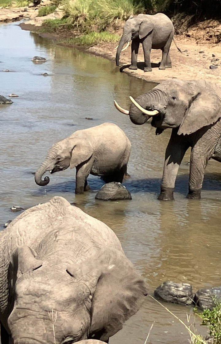 Ol Pejeta Conservancy Elephant