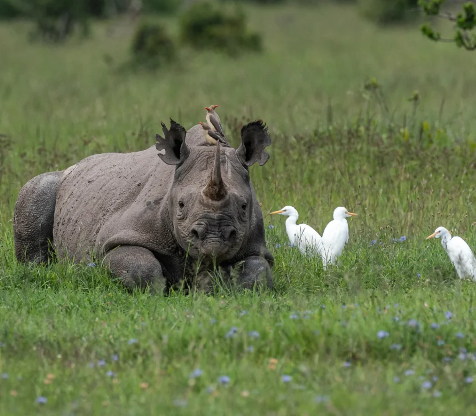 Ol Pejeta Conservancy Attractions