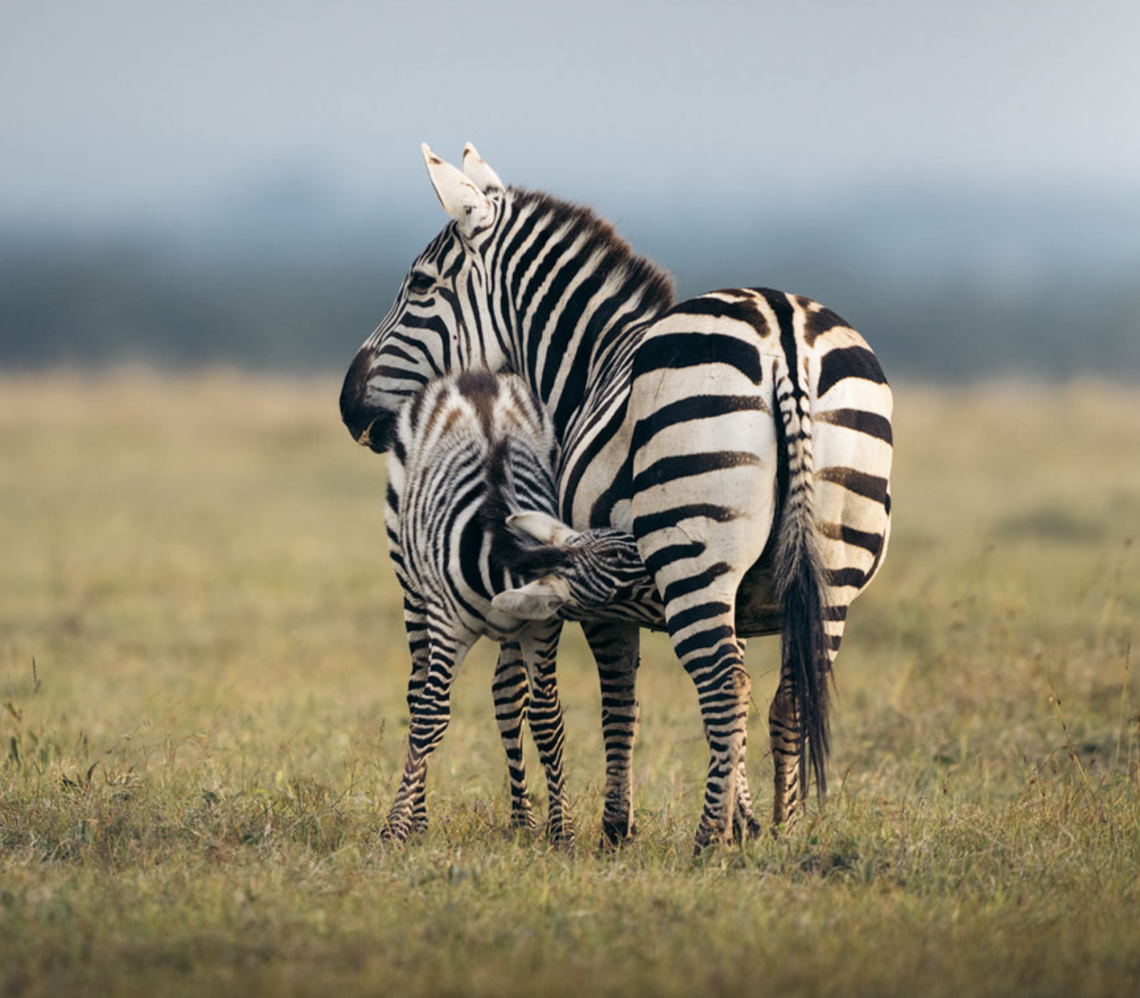 Ol Pejeta Conservancy Attractions