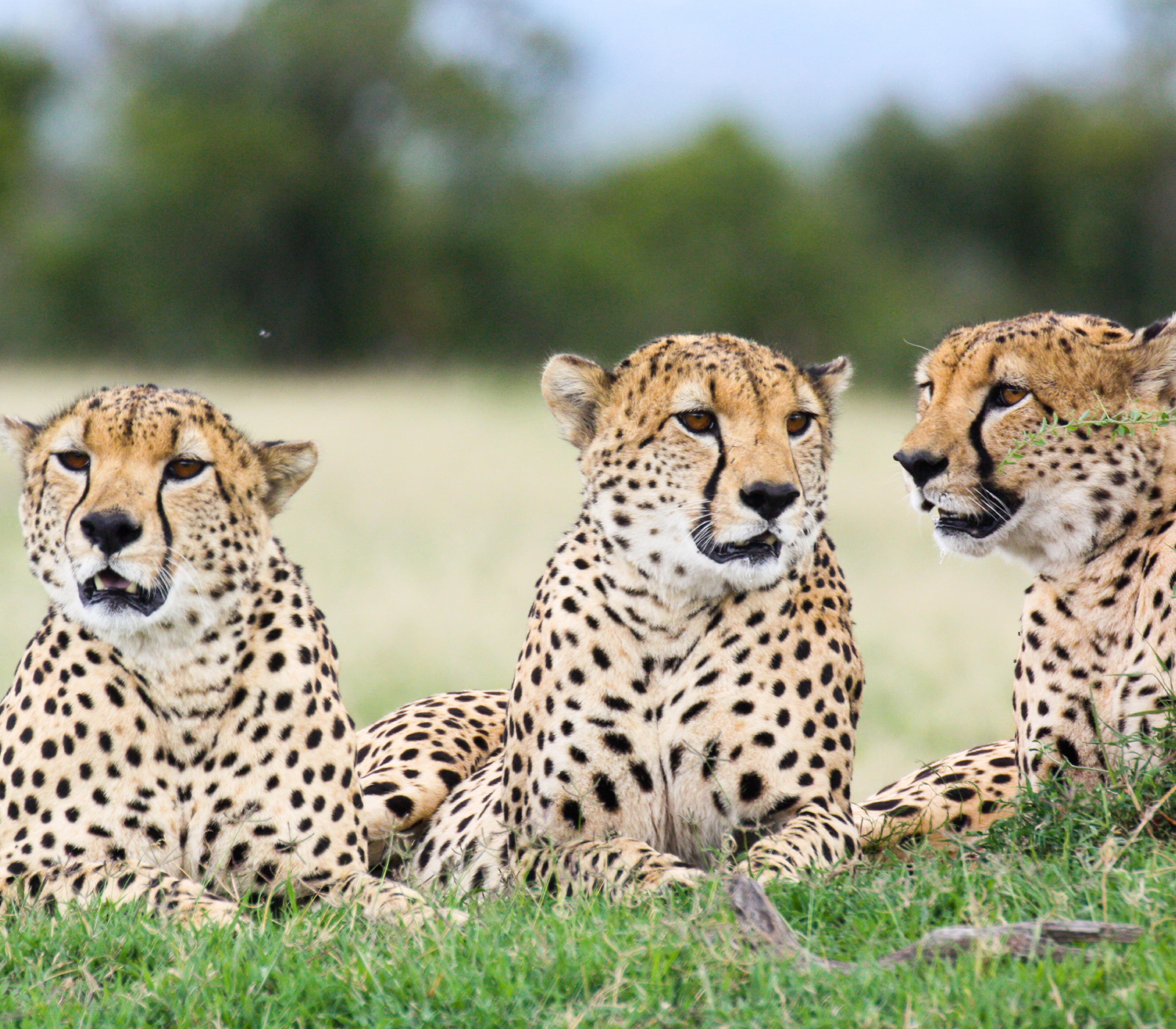 Ol Pejeta Conservancy Attractions