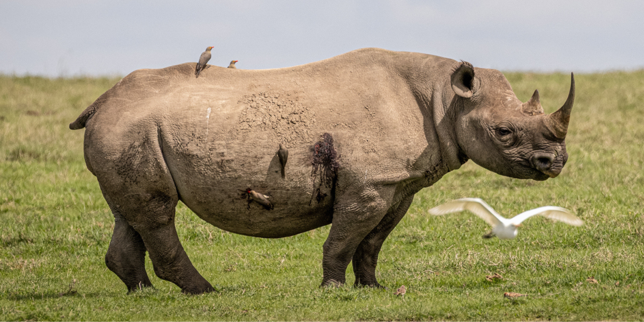 Ol Pejeta Conservancy Safari Group Tour
