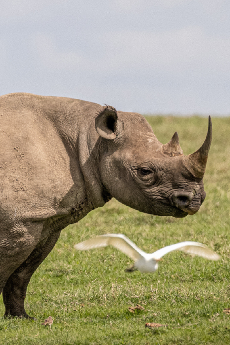 Ol Pejeta Conservancy Safari Group Tour