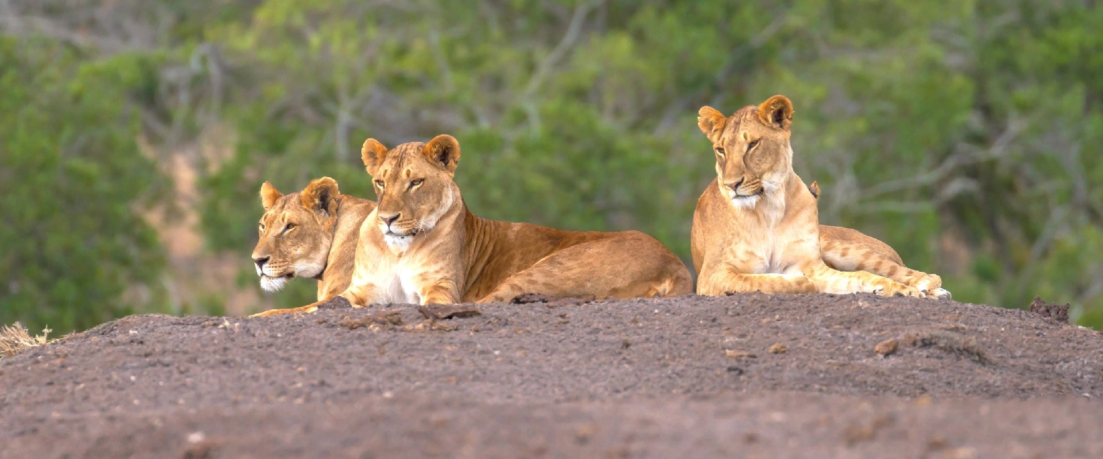 Ol Pejeta Wildlife Sanctuary Wildlife