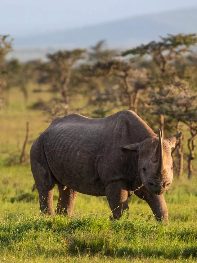 Ol Pejeta Wildlife Sanctuary Wet Season