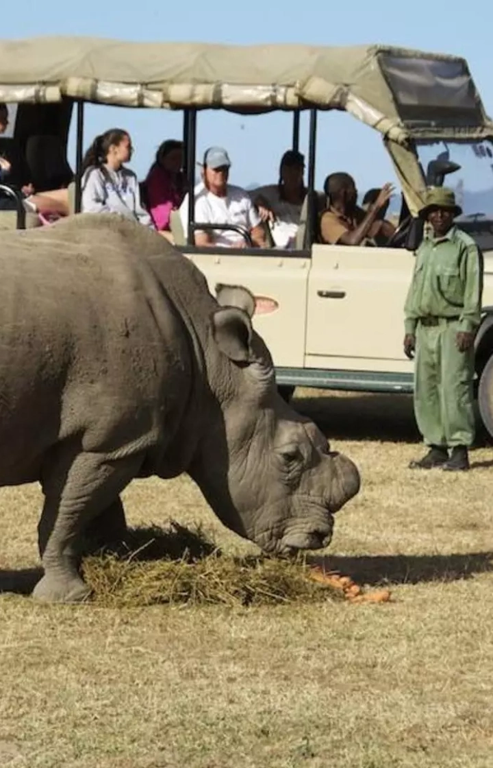 Ol Pejeta Wildlife Sanctuary Game Drives