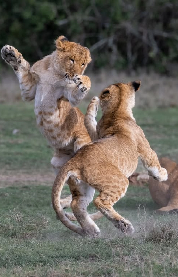 Ol Pejeta Wildlife Sanctuary Lion Tracking