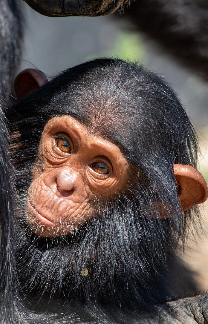 Ol Pejeta Wildlife Sanctuary Visit Sweetwater’s Chimpanzee Sanctuary