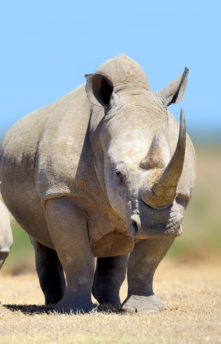 Ol Pejeta Wildlife Sanctuary Rhino Enclosure Visit