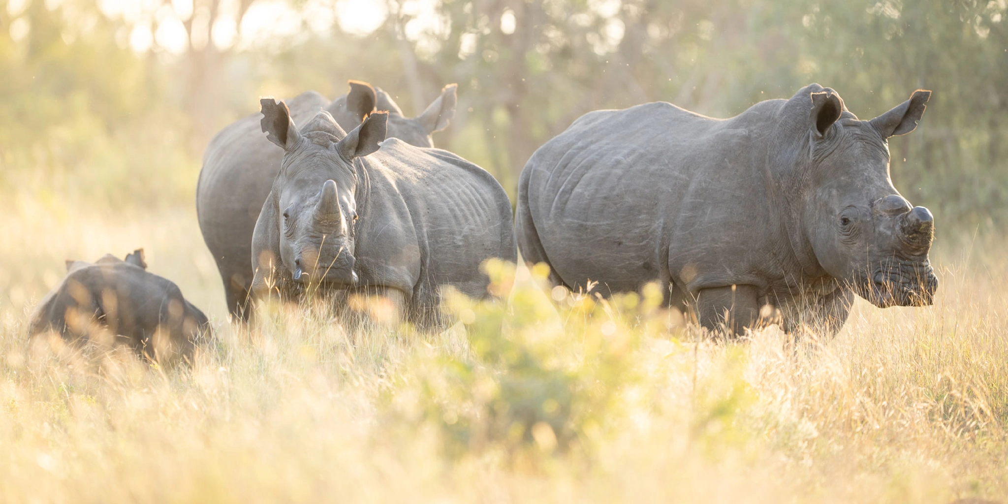 Ol Pejeta Wildlife Sanctuary