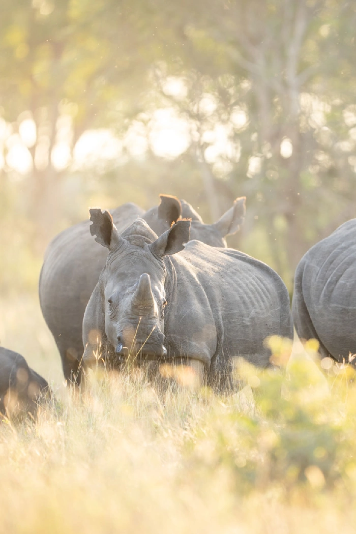 Kenya Destinations Ol Pejeta Wildlife Sanctuary