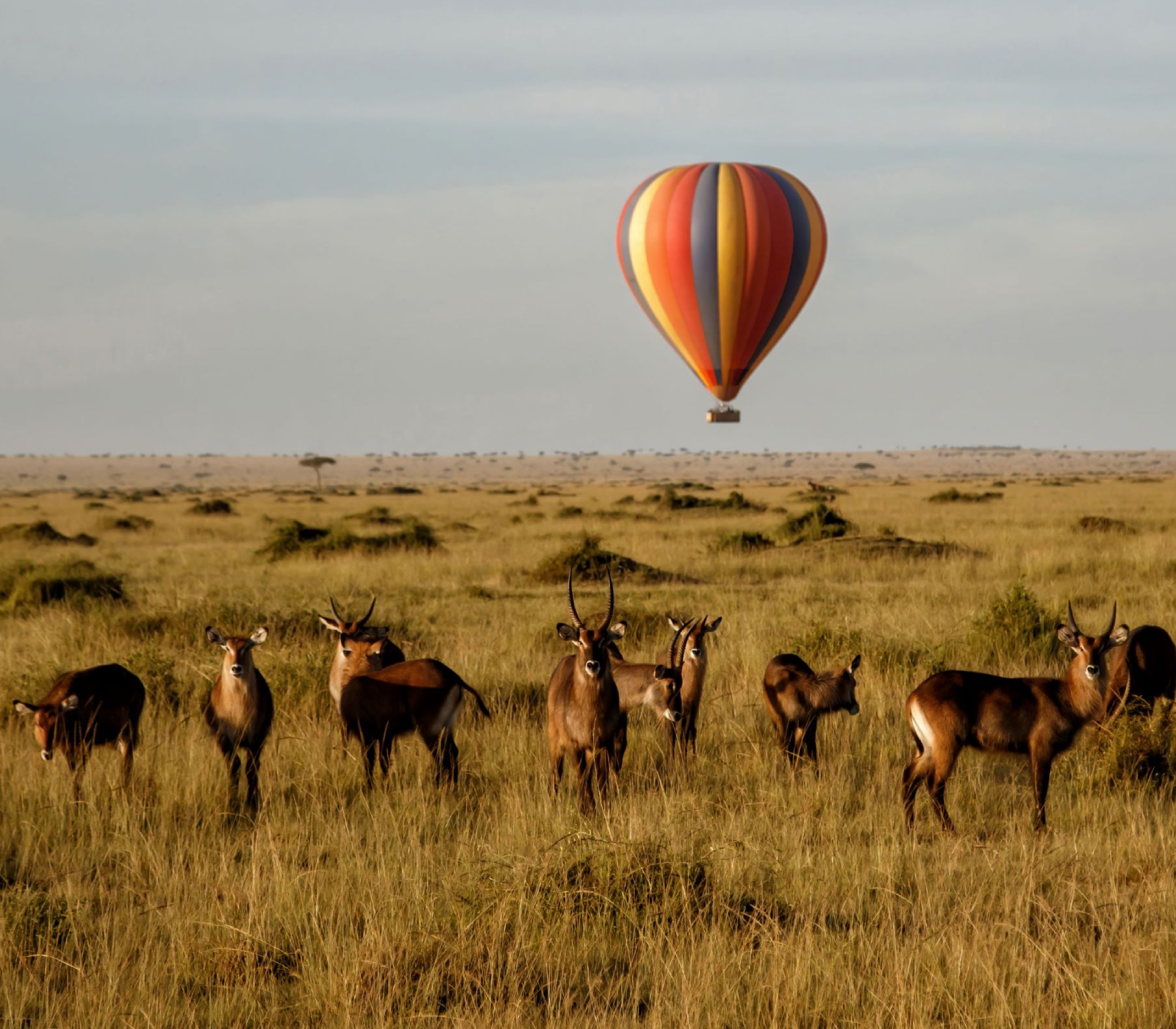 One-Day Maasai Mara Safari Culture