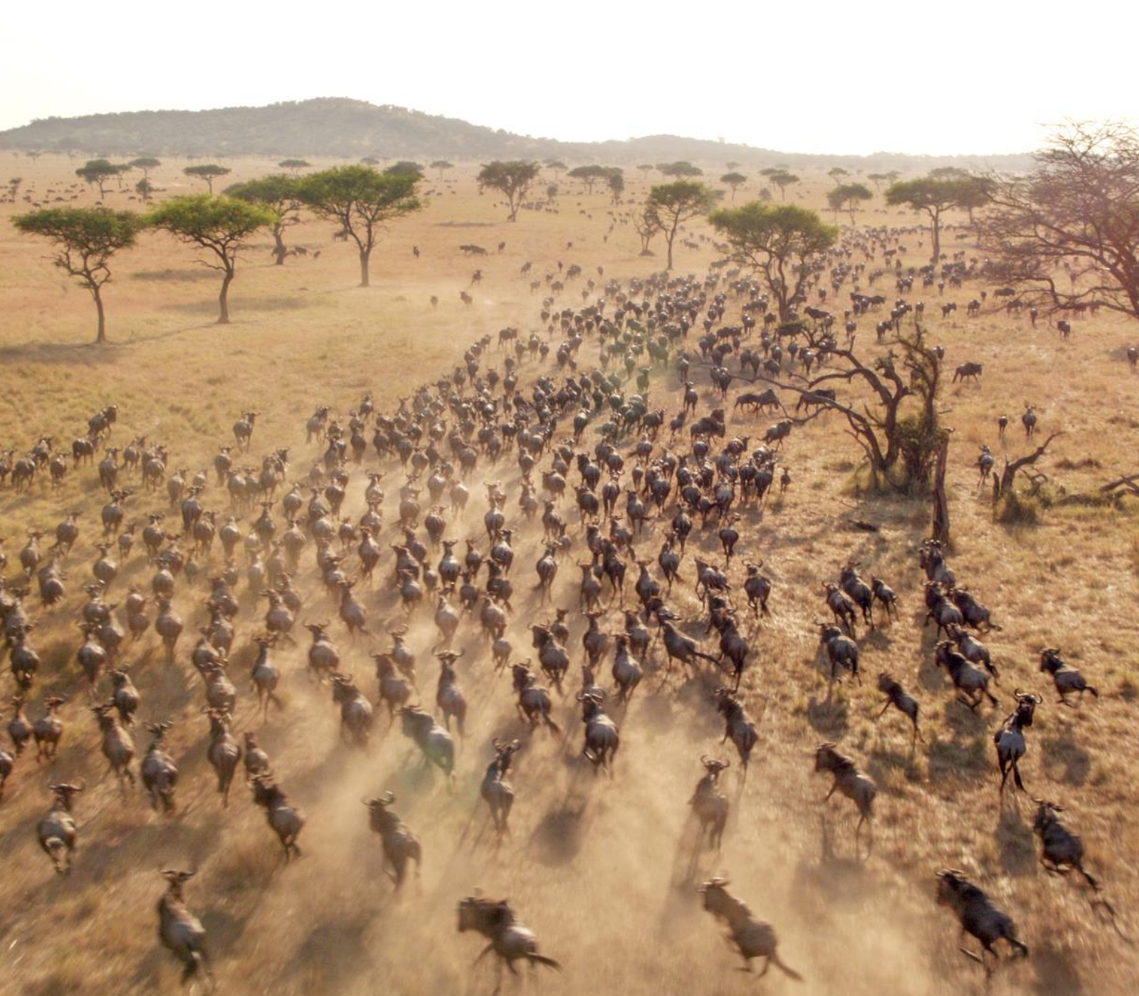 One-Day Maasai Mara Safari Culture