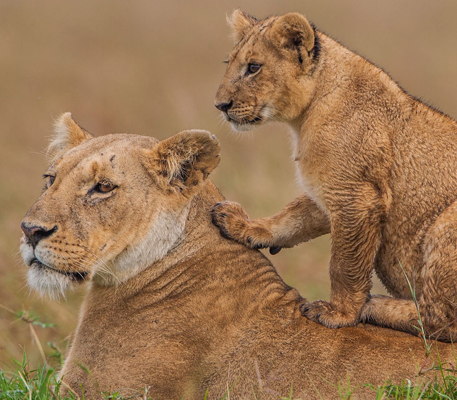One-Day Maasai Mara Safari Culture