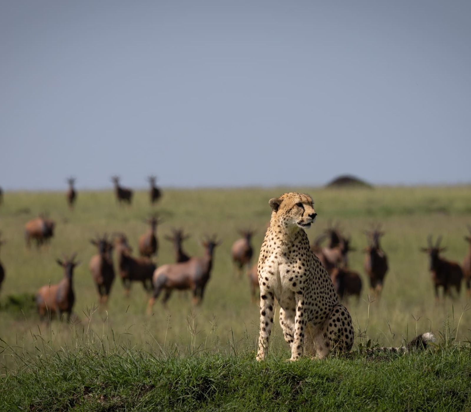 One-Day Maasai Mara Safari Culture